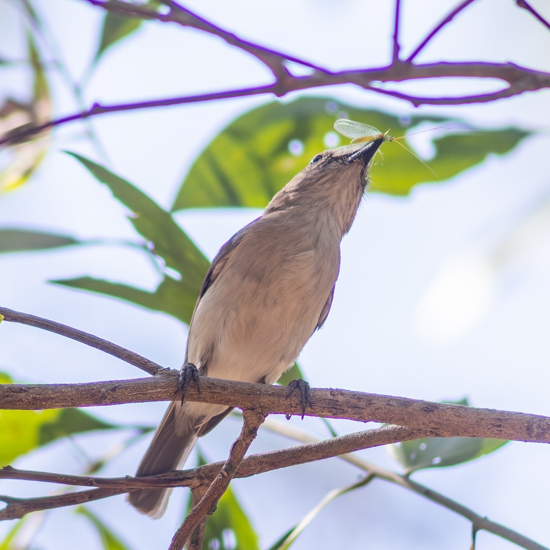 Gray Whistler - ML640748589