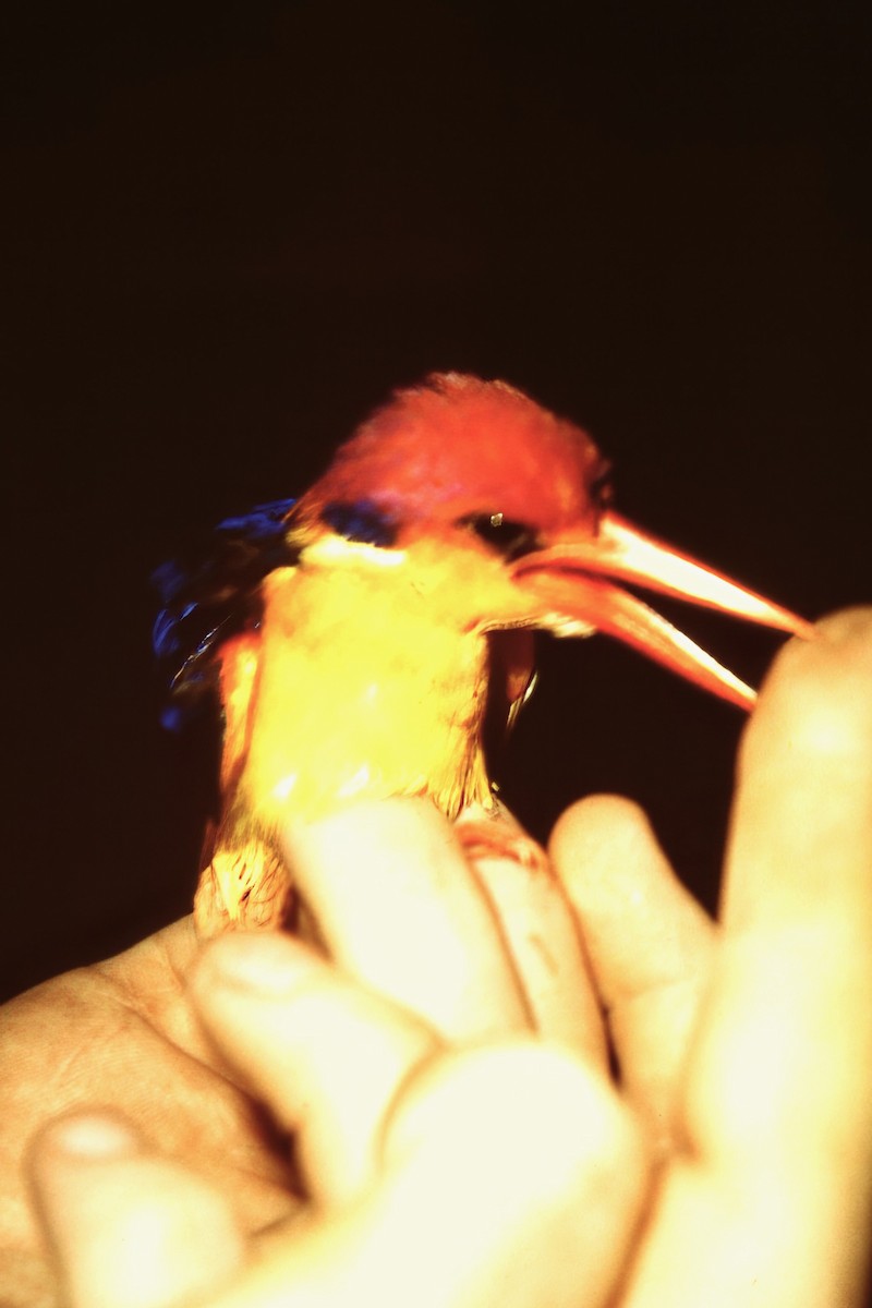 Black-backed Dwarf-Kingfisher - ML640748591