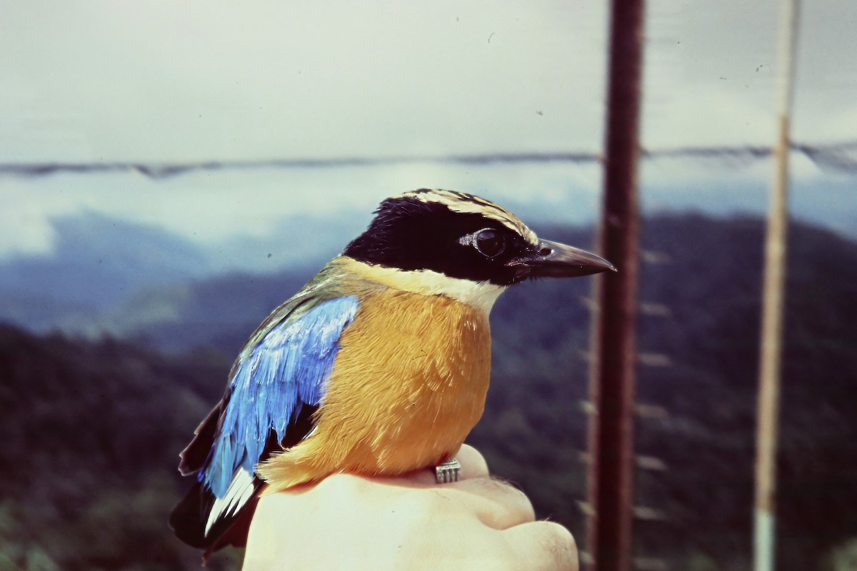 Blue-winged Pitta - ML640748596