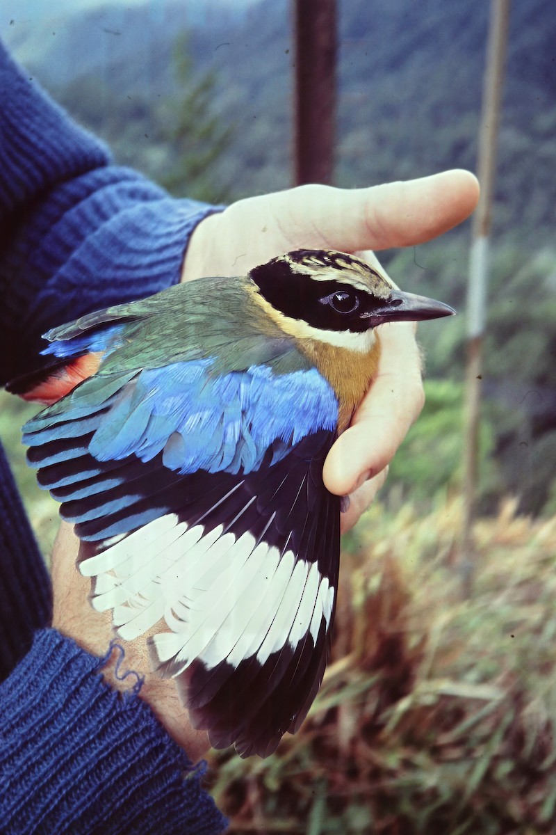 Blue-winged Pitta - ML640748597
