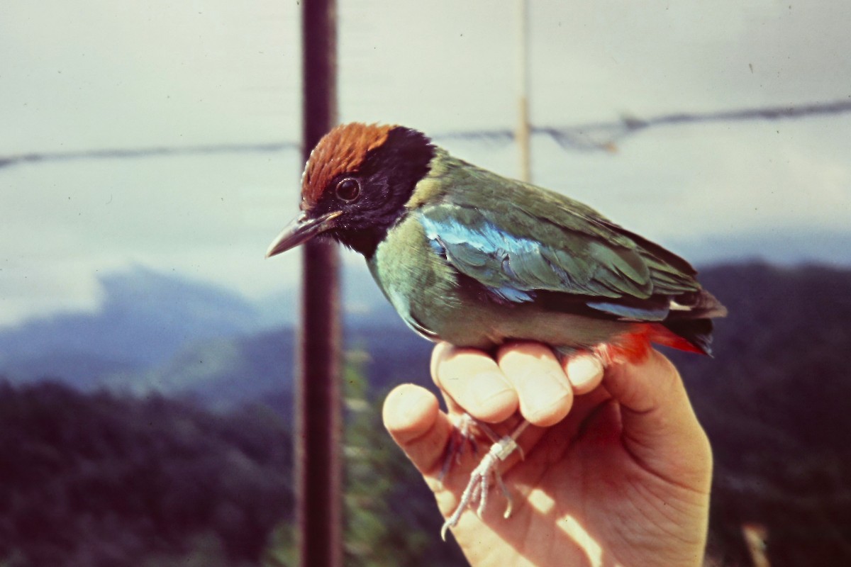 Western Hooded Pitta (Chestnut-crowned) - ML640748634