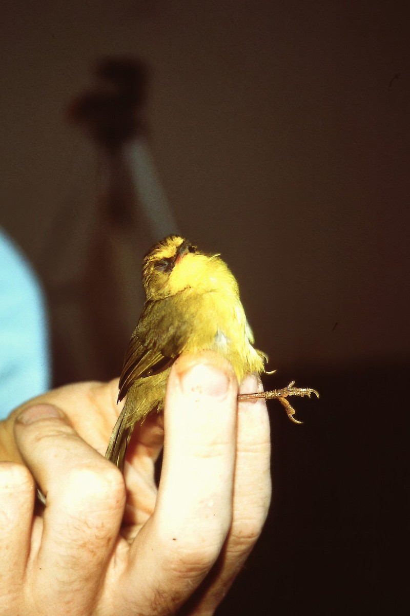 Golden Babbler - ML640748654