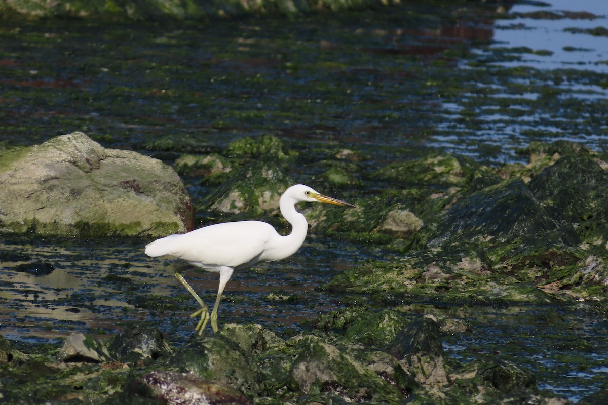 Chinese Egret - ML640748674