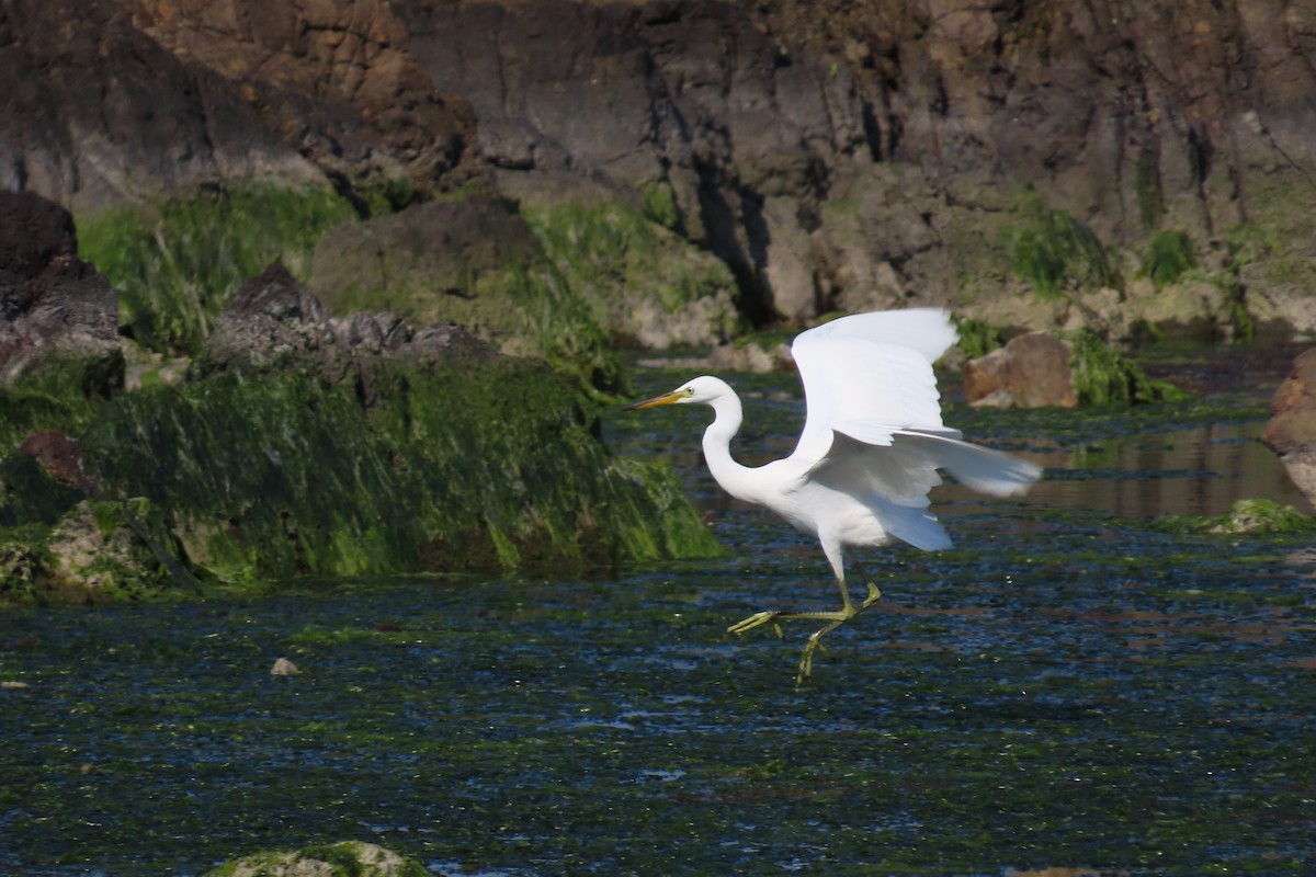 Chinese Egret - ML640748675