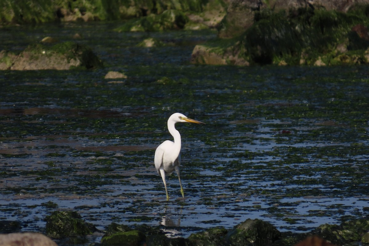 Chinese Egret - ML640748677