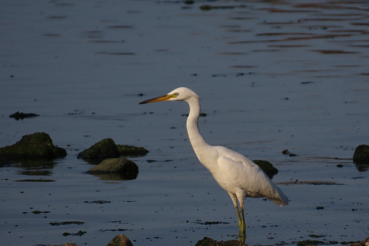 Chinese Egret - ML640748679