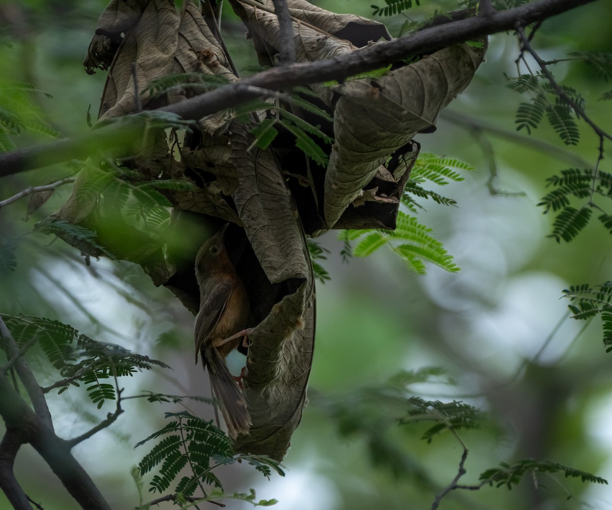 Tawny-bellied Babbler - ML640748721