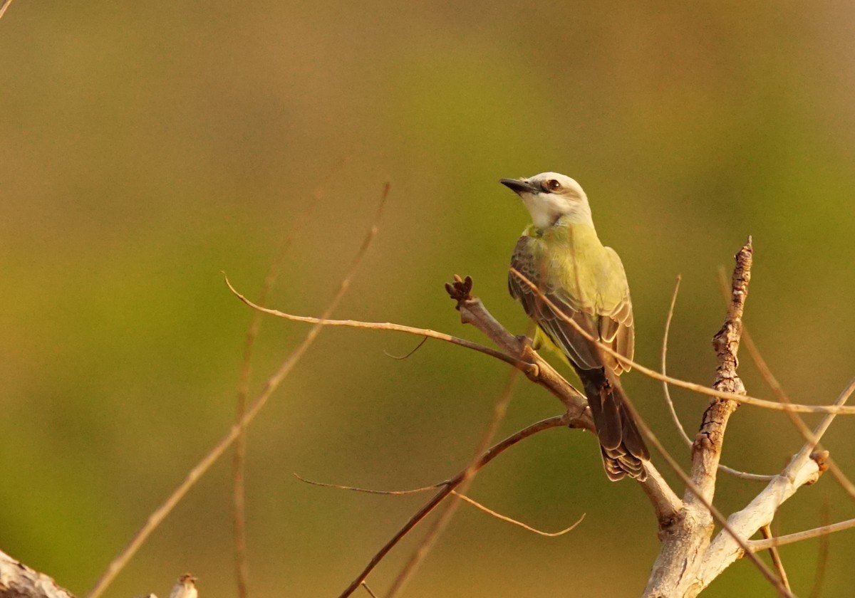 White-throated Kingbird - ML640748787