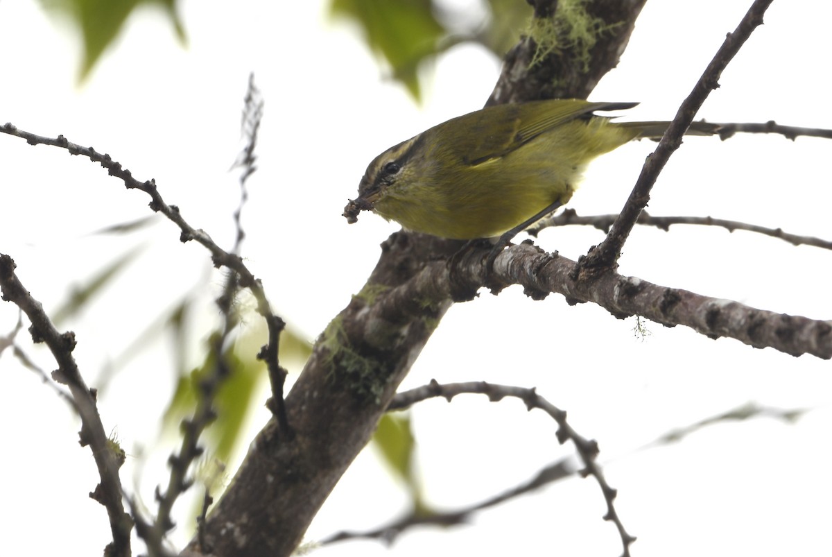 Island Leaf Warbler - ML640748803