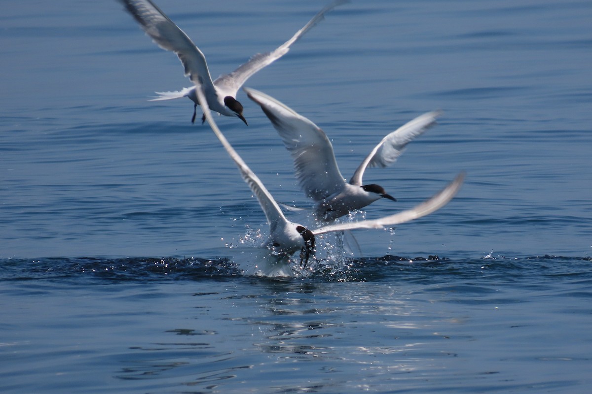 Common Tern (longipennis) - ML640749047