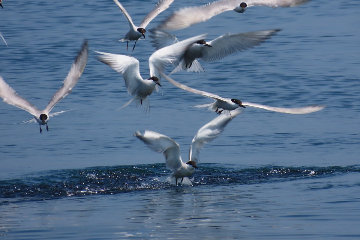 Common Tern (longipennis) - ML640749049