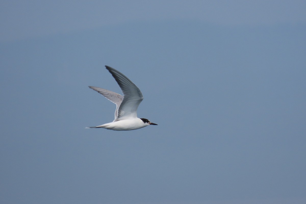 Common Tern (longipennis) - ML640749050