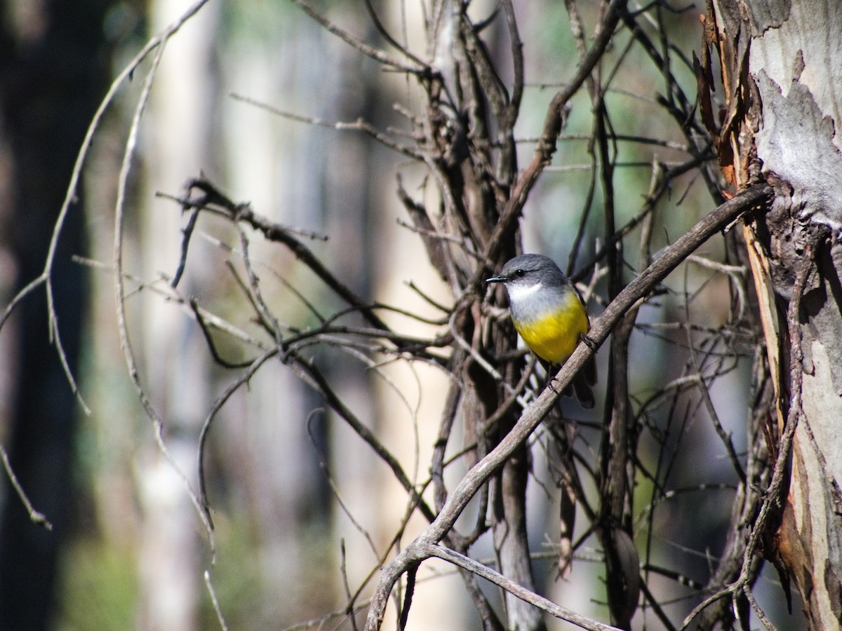 Western Yellow Robin - ML640749065