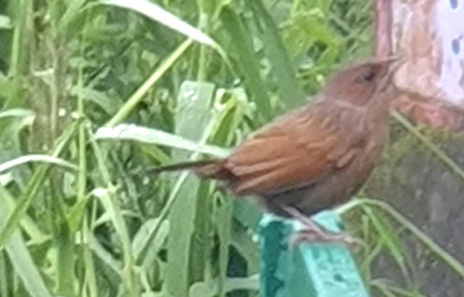 Streaked Laughingthrush - ML640749088