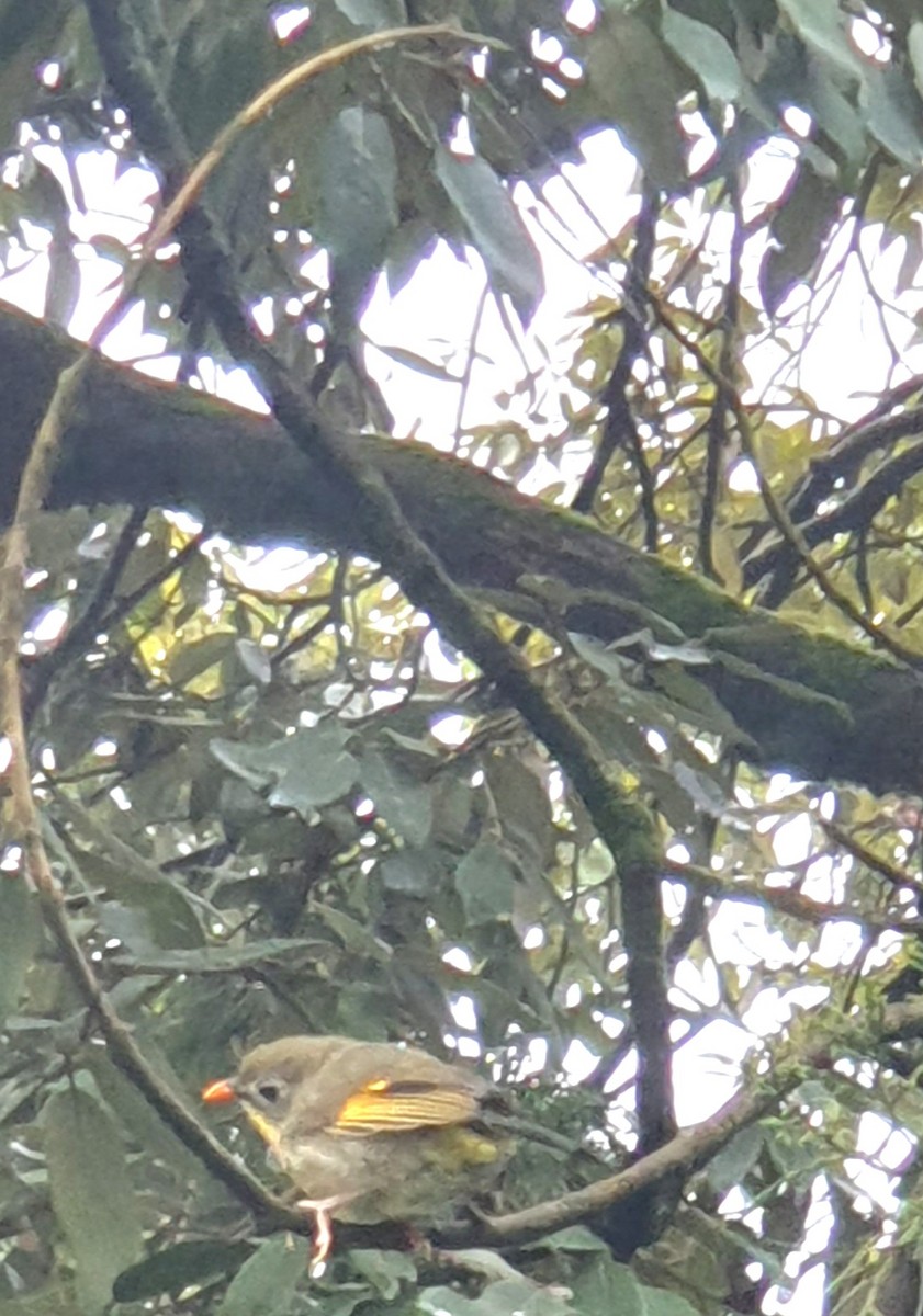 紅嘴相思鳥 - ML640749106