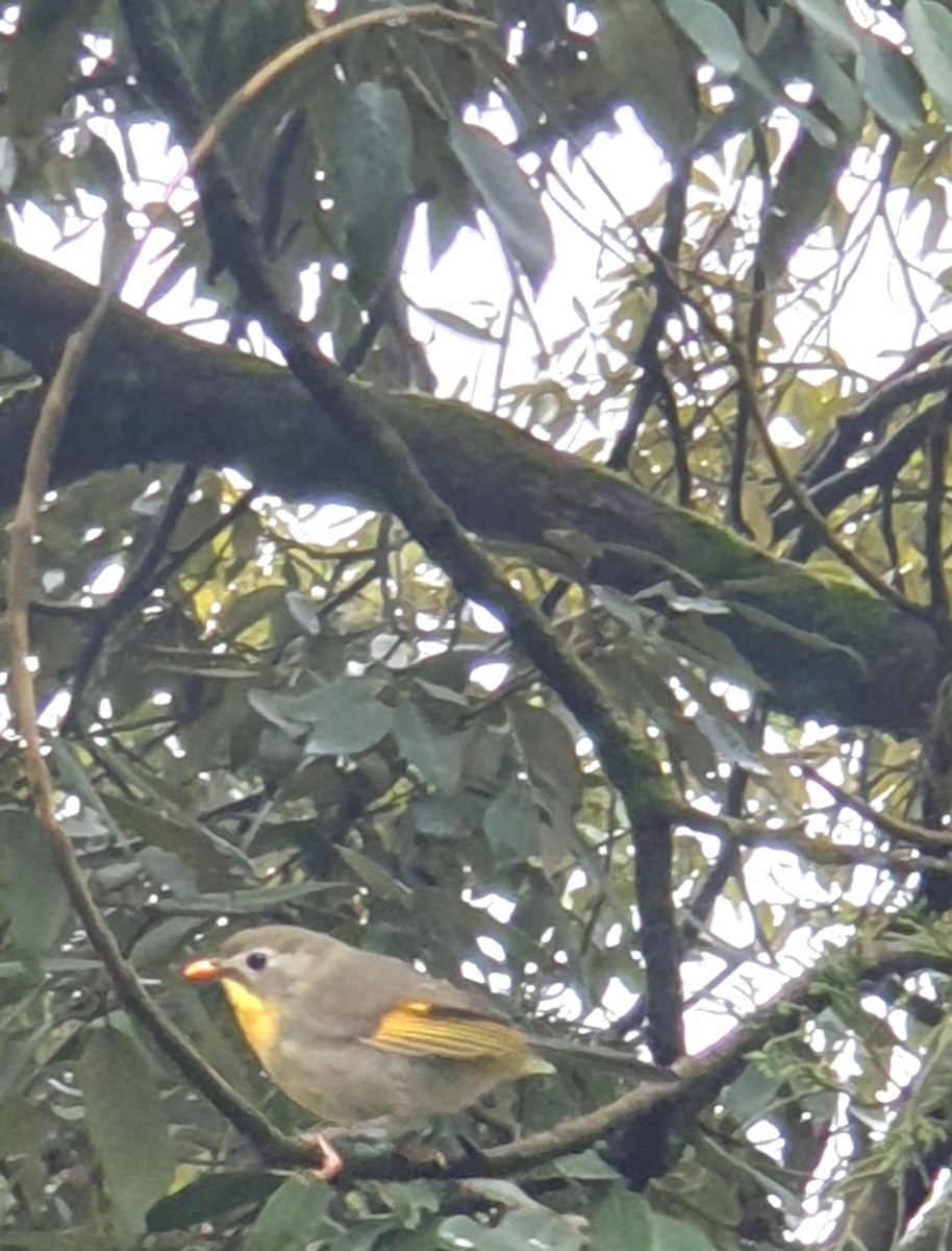 紅嘴相思鳥 - ML640749107