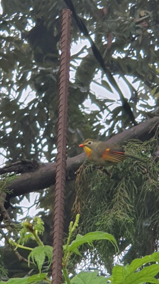 紅嘴相思鳥 - ML640749108