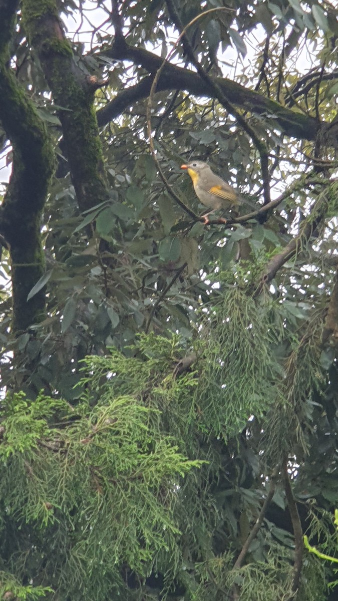 紅嘴相思鳥 - ML640749109