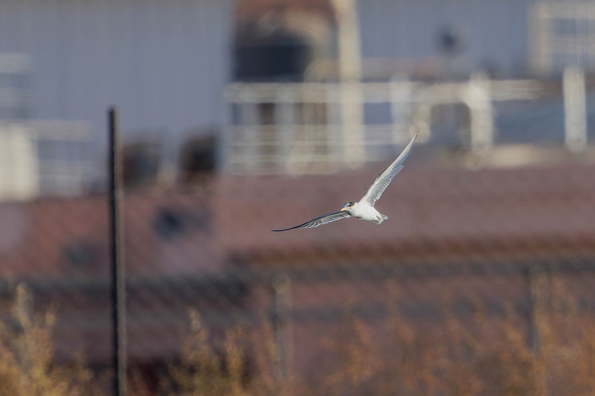 Little Tern - ML640749253