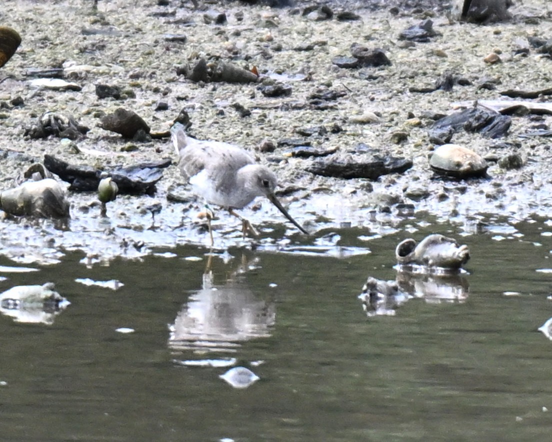 Terek Sandpiper - ML640749262