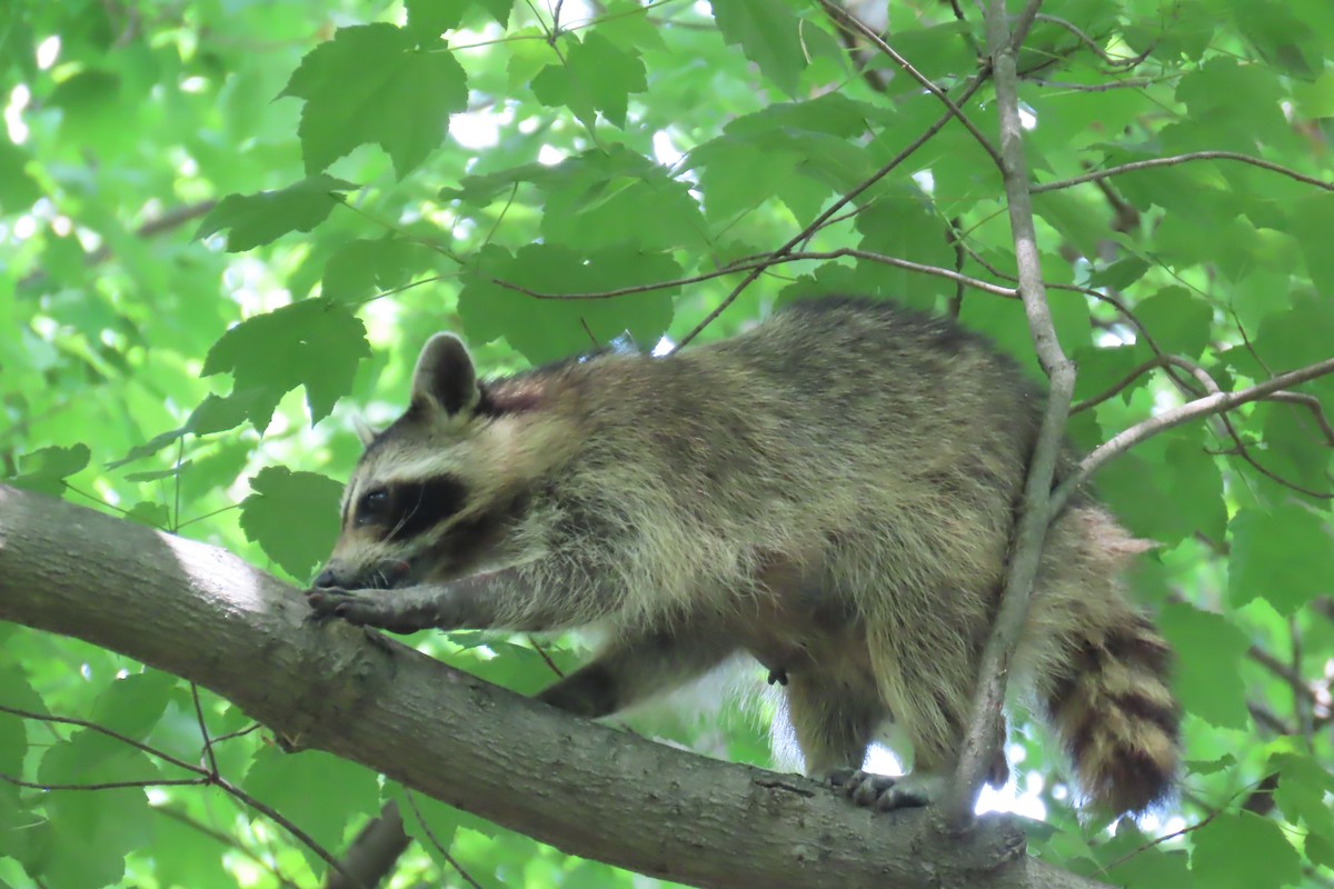 Eastern Raccoon - ML640749273