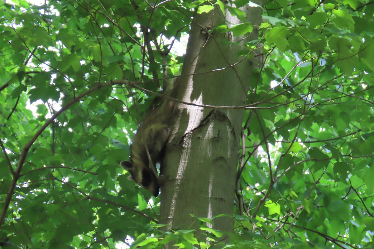 Eastern Raccoon - ML640749277