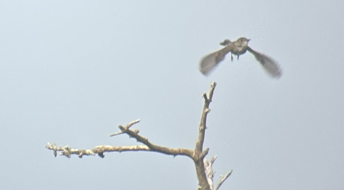 Olive-sided Flycatcher - ML640749298