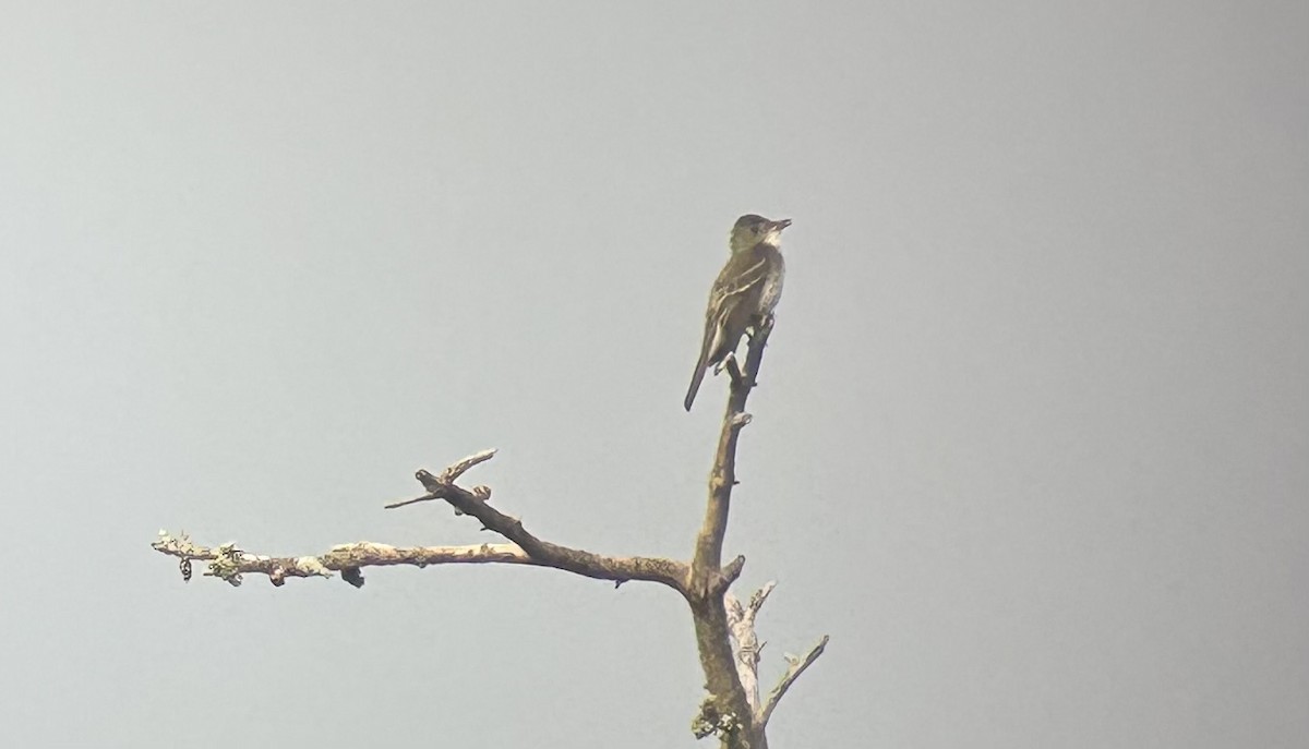 Olive-sided Flycatcher - ML640749299