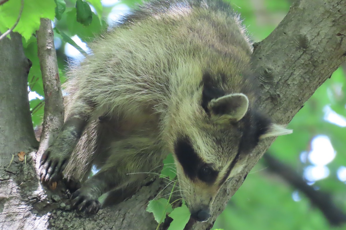 Eastern Raccoon - ML640749305