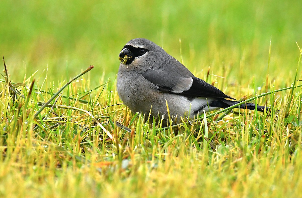 Taiwan Bullfinch - ML640749337