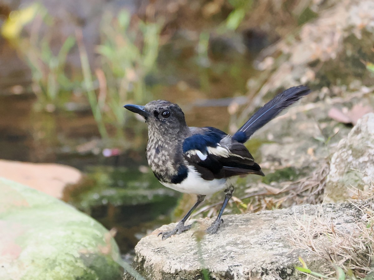 Oriental Magpie-Robin - ML640749348