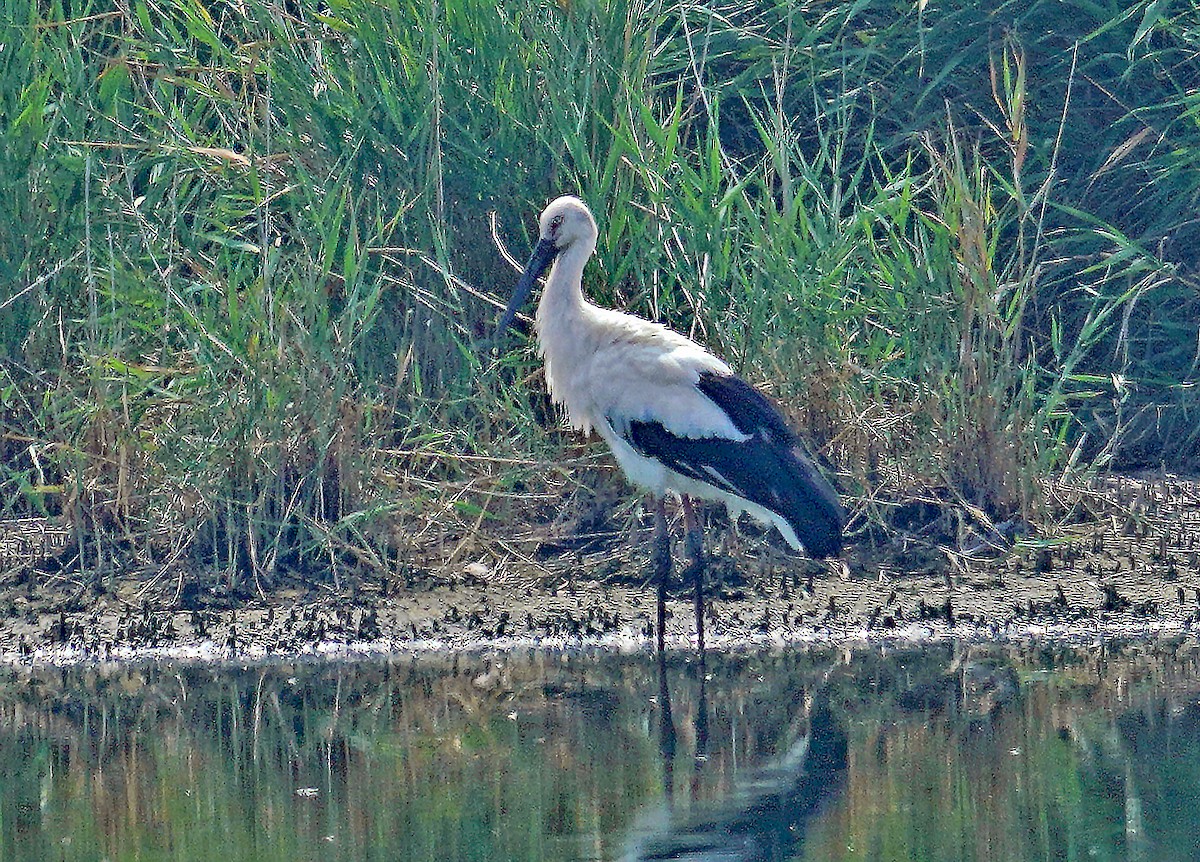 Oriental Stork - ML640749385