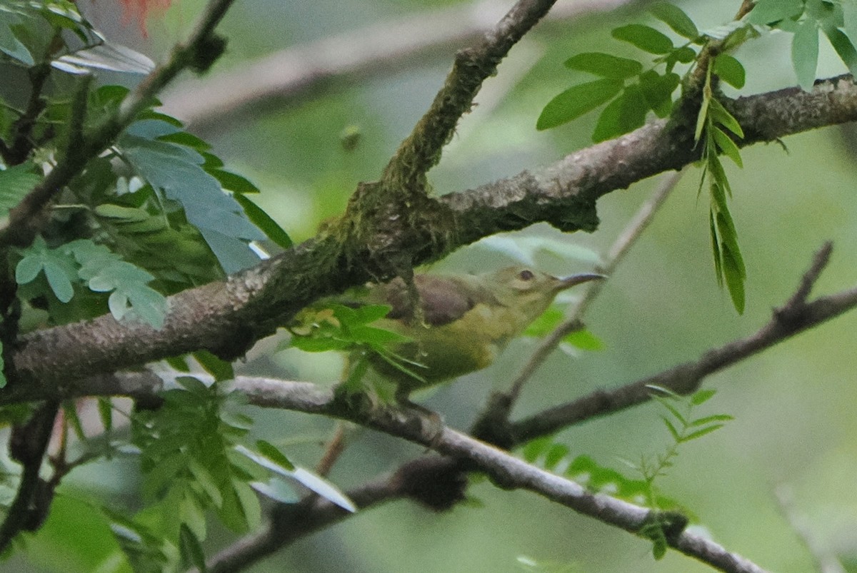 Brown-throated Sunbird - ML640749392