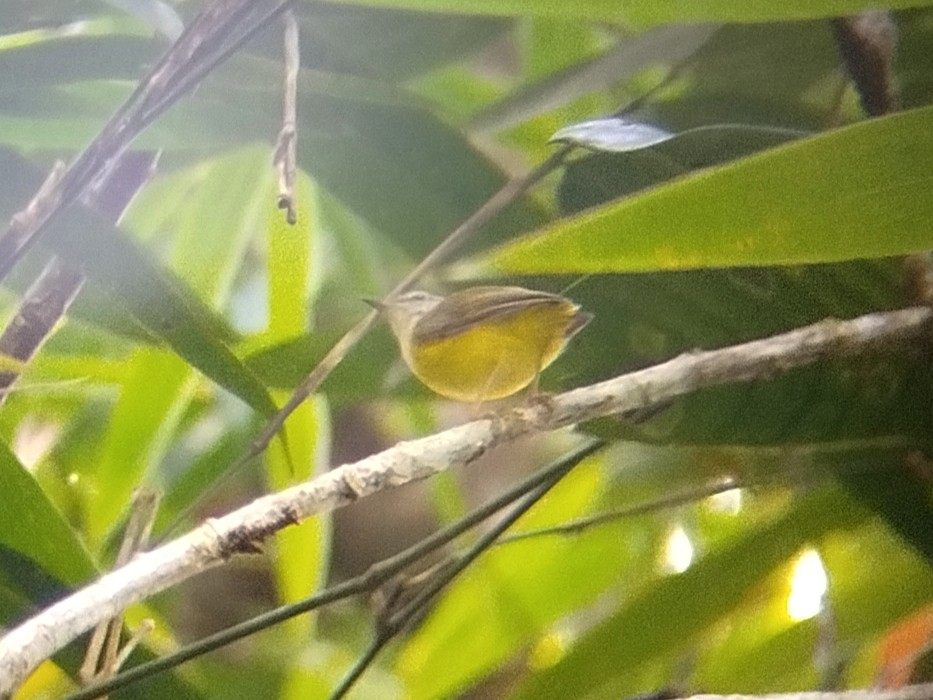 Yellow-bellied Warbler - ML640749417