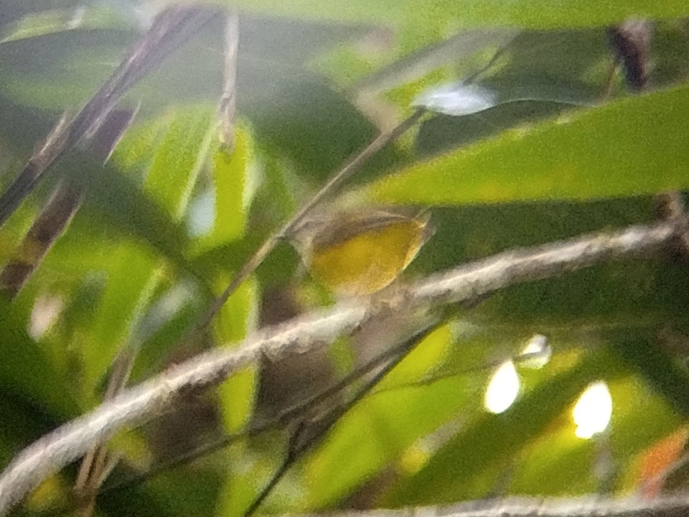 Yellow-bellied Warbler - ML640749418