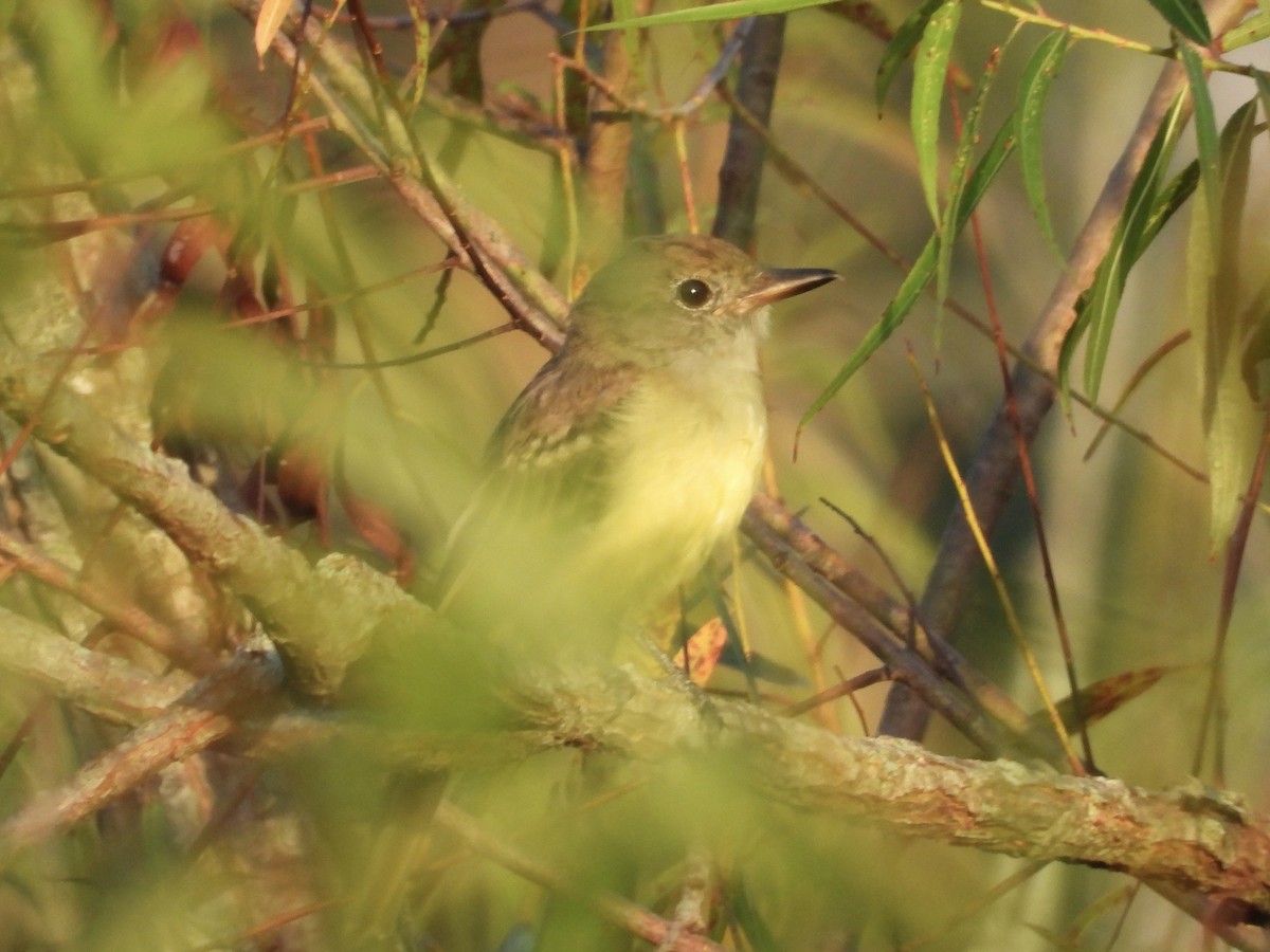 Great Crested Flycatcher - ML640749435