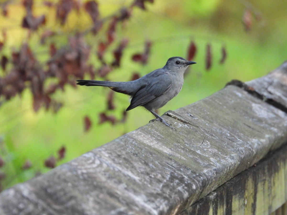 Gray Catbird - ML640749464