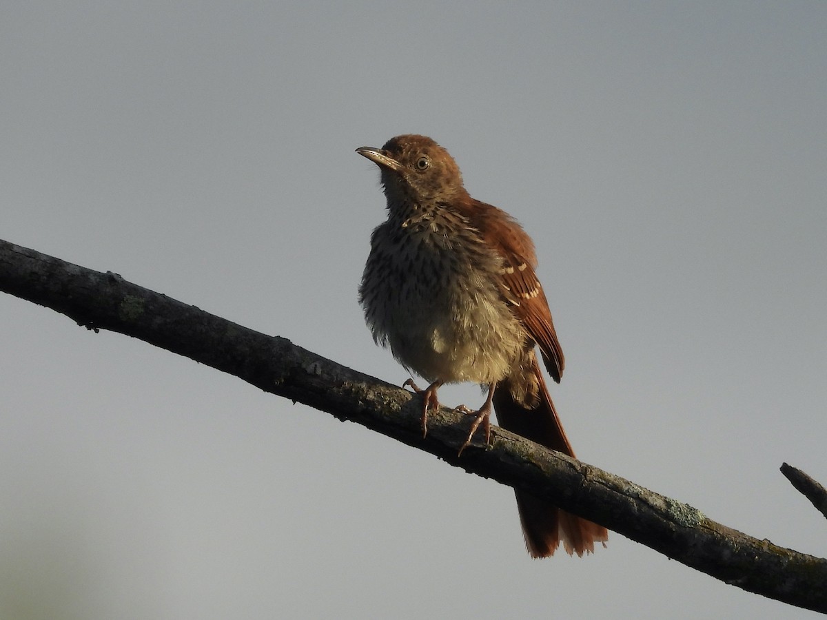 Brown Thrasher - ML640749470