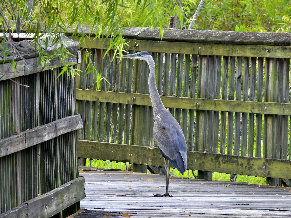 Great Blue Heron - ML640749479