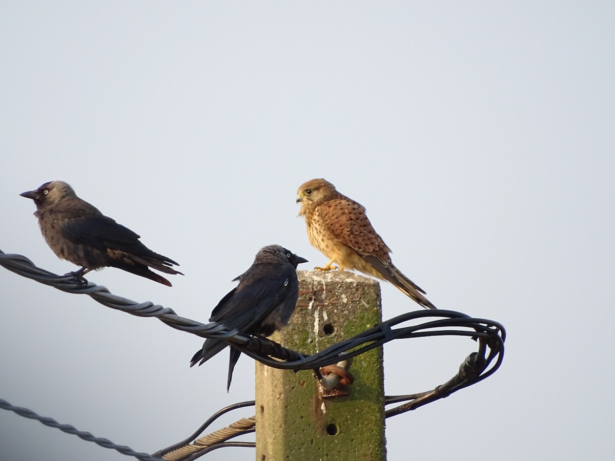 Eurasian Jackdaw - ML640749492