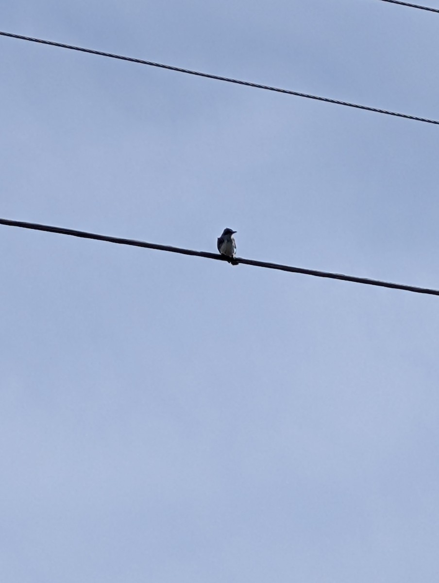 Eastern Kingbird - ML640749507