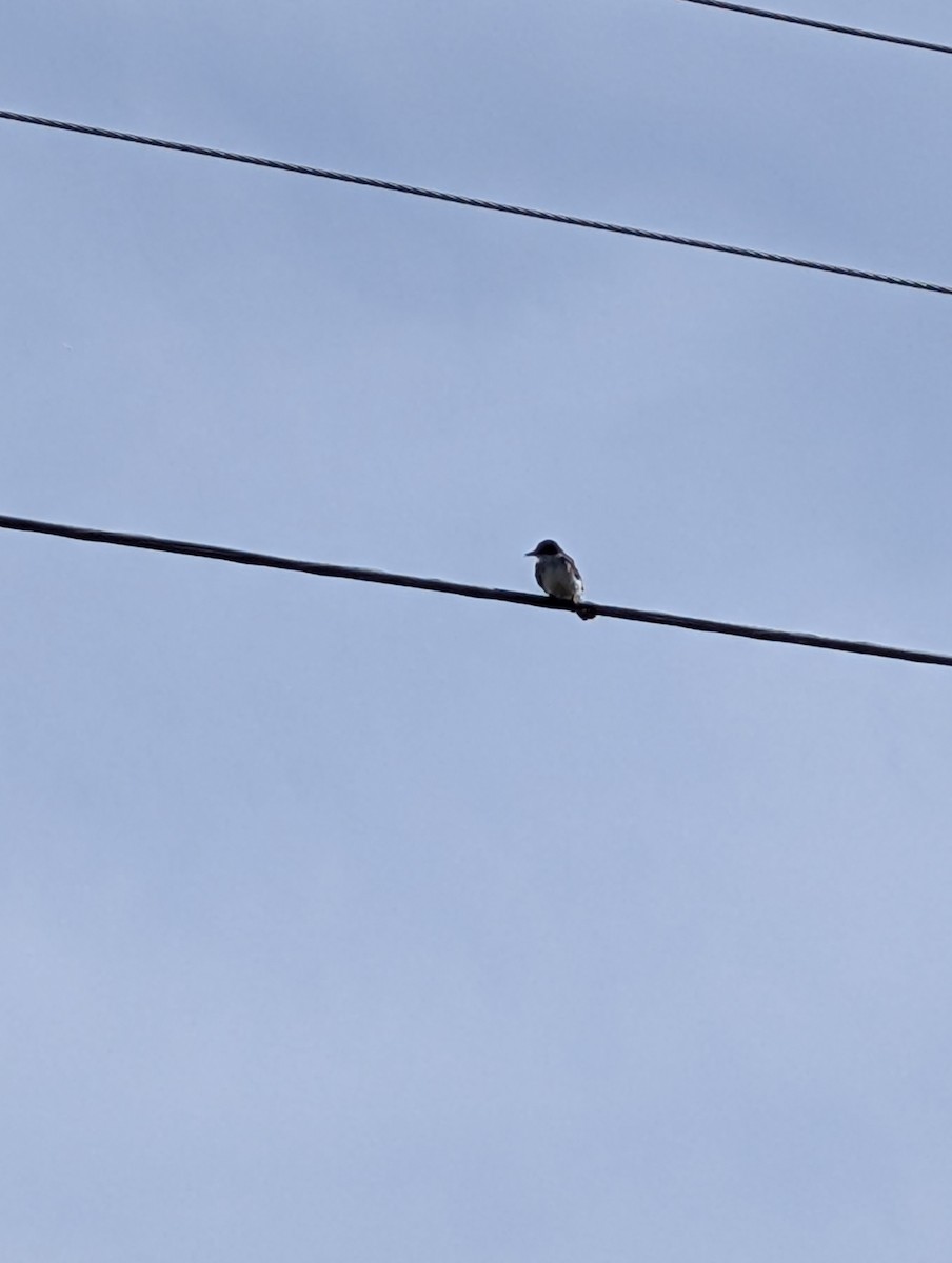 Eastern Kingbird - ML640749509