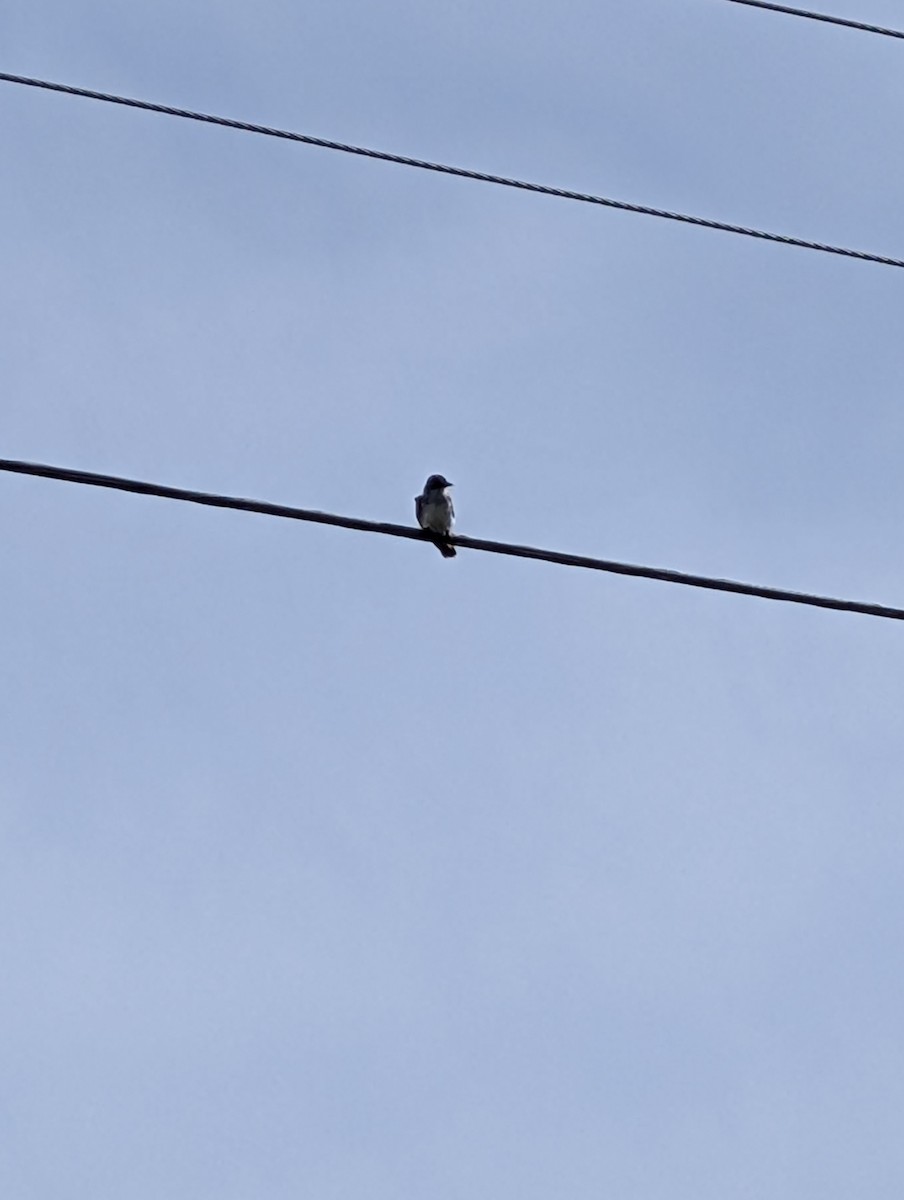 Eastern Kingbird - ML640749511