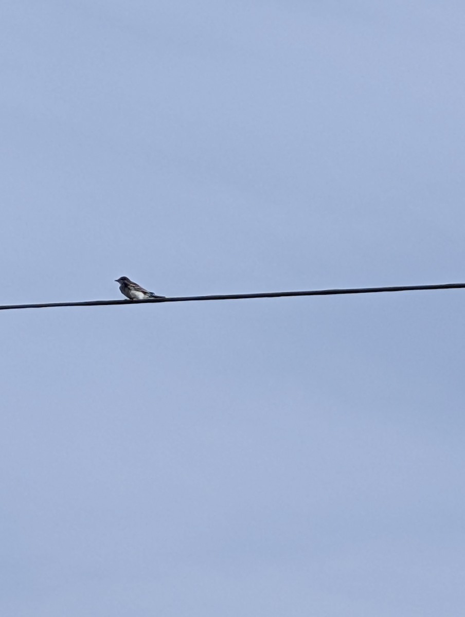 Eastern Kingbird - ML640749513