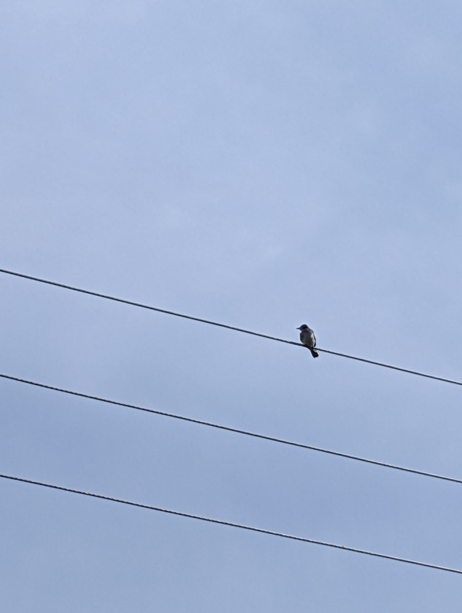 Eastern Kingbird - ML640749515