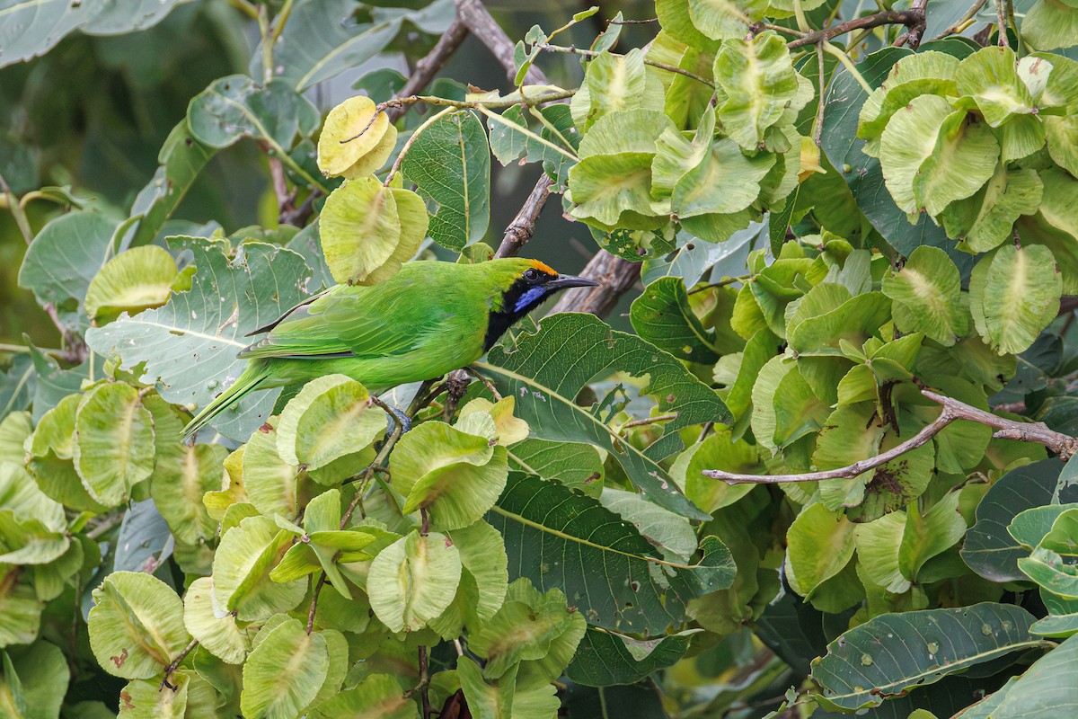 Golden-fronted Leafbird - ML640749545