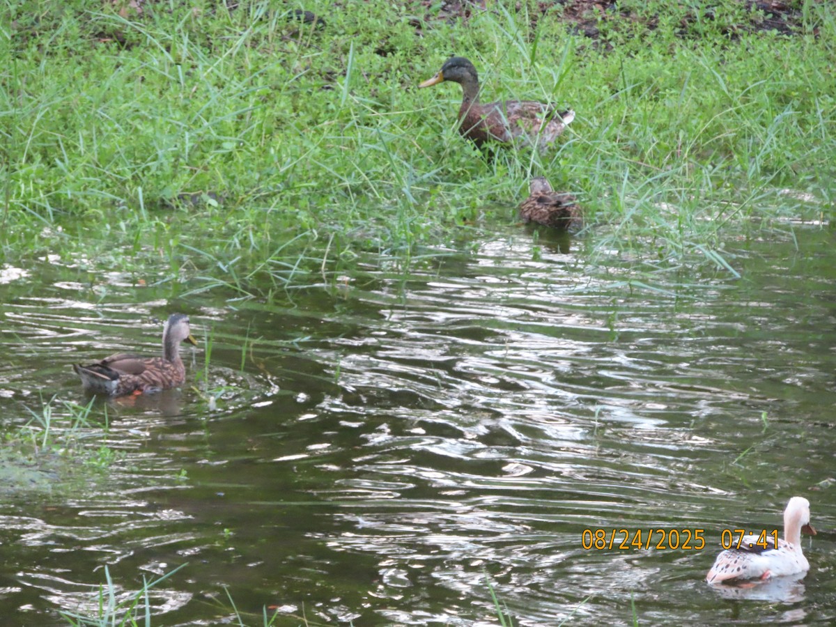 Mallard x Mottled Duck (hybrid) - ML640749592