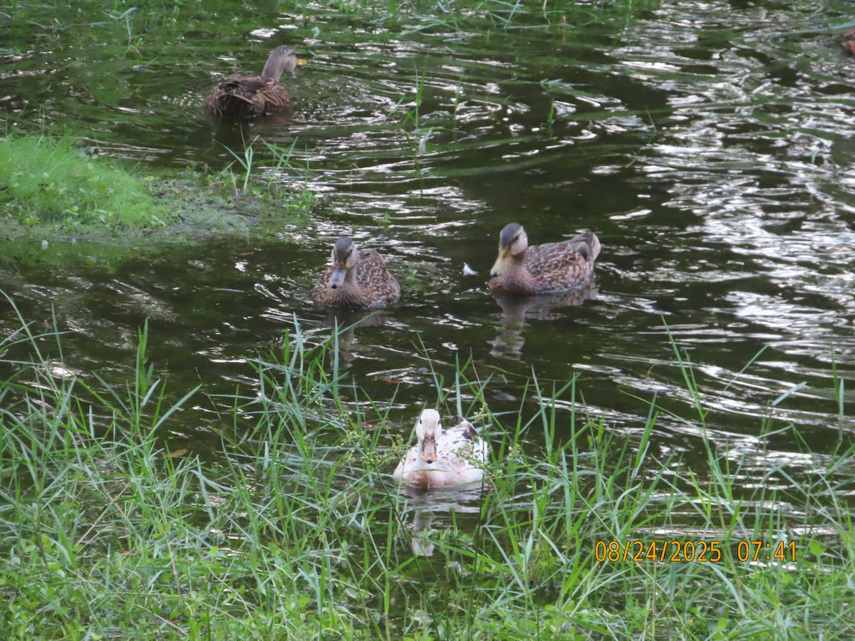 Mallard x Mottled Duck (hybrid) - ML640749603
