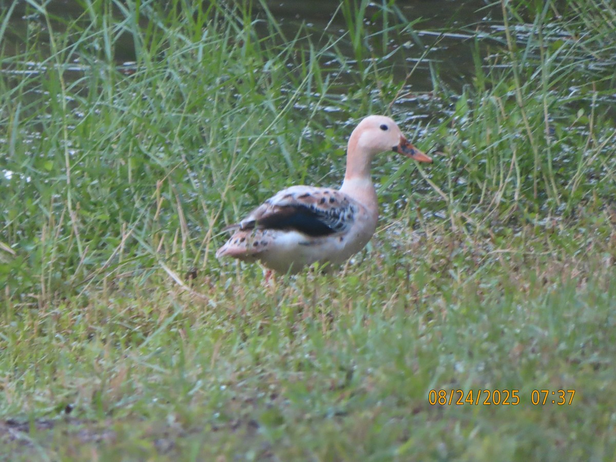 Mallard x Mottled Duck (hybrid) - ML640749611