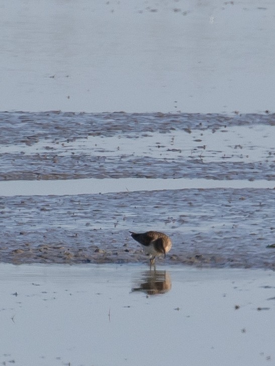 Temminck's Stint - ML640749615